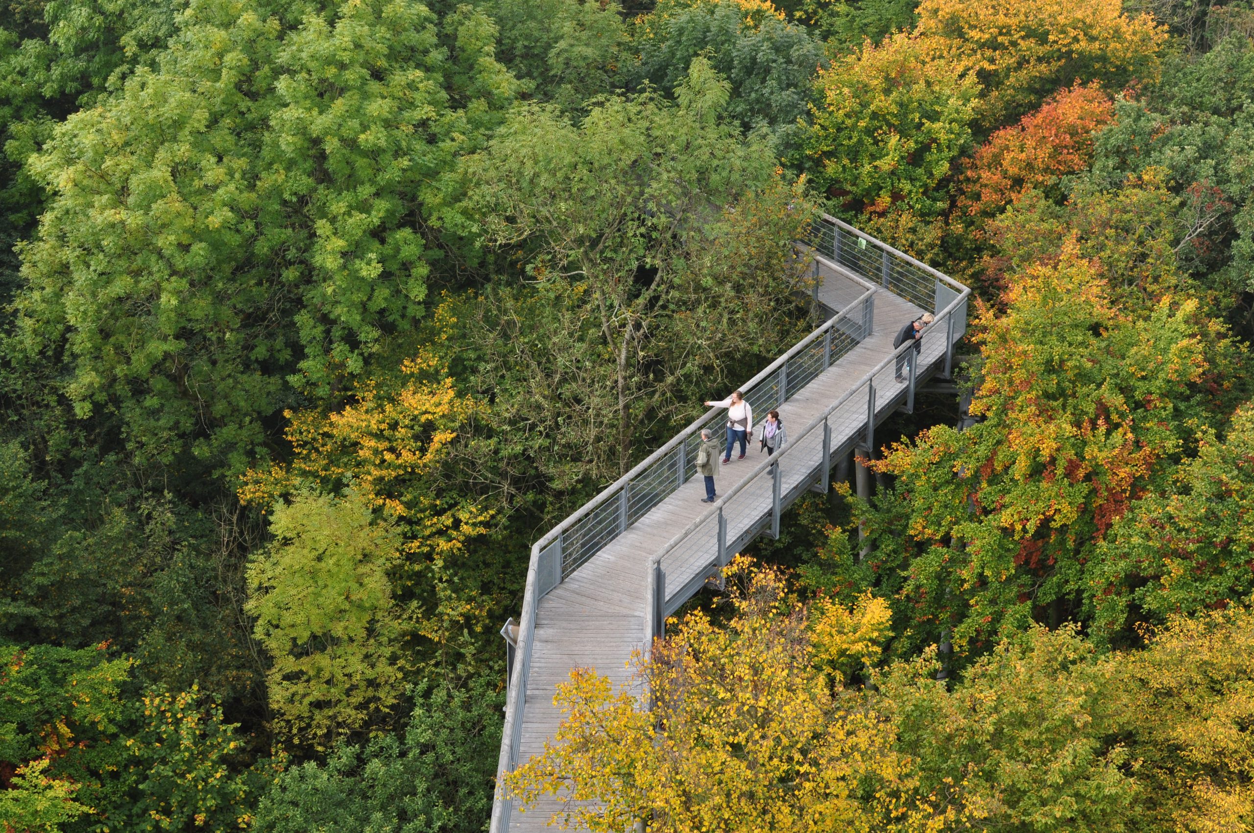 Baumkronenpfad_im_Nationalpark_Hainich_(8)